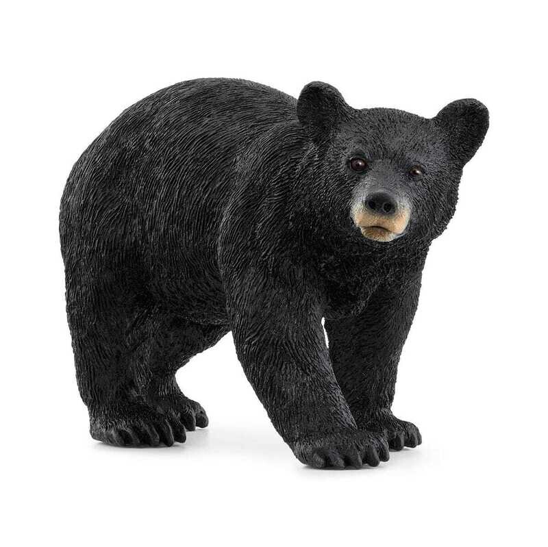 Wild Life - American Black Bear