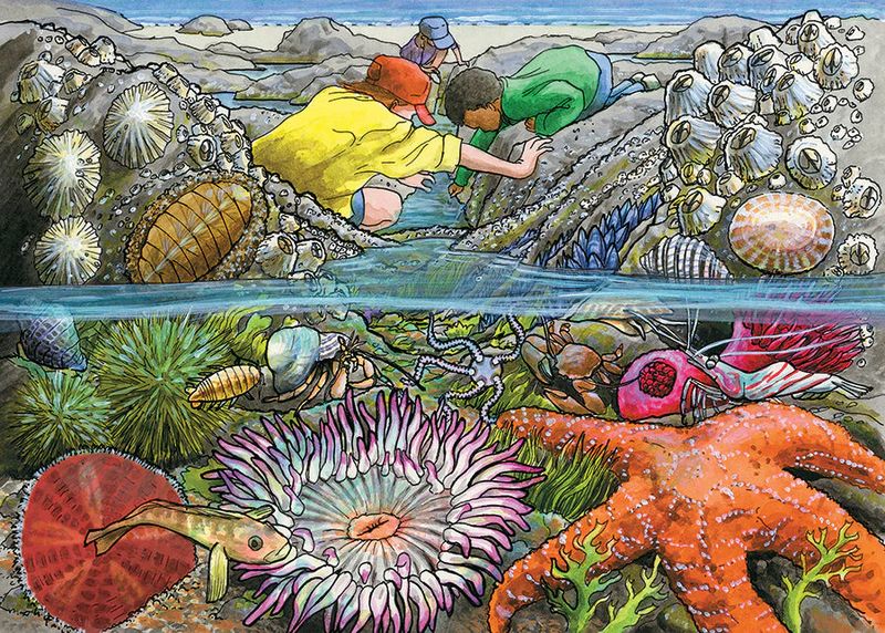 35pc: Tray Puzzle - Exploring the Seashore
