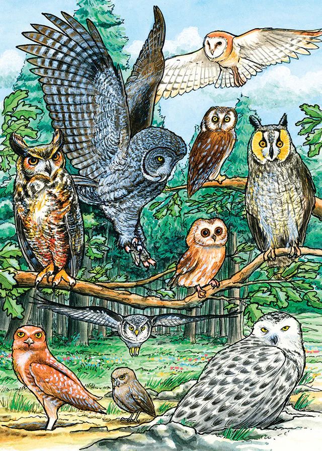 35pc: Tray Puzzle - North American Owls
