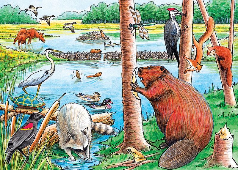 35pc: Tray Puzzle - Beaver Pond