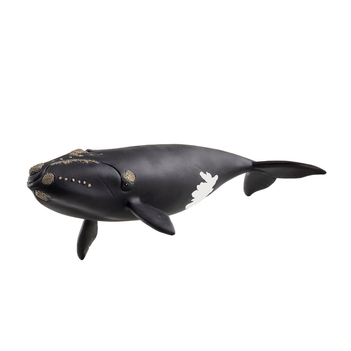 Wild Life - North Atlantic Right Whale