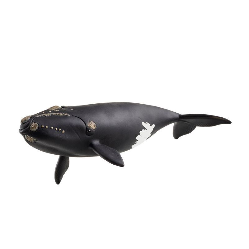 Wild Life - North Atlantic Right Whale