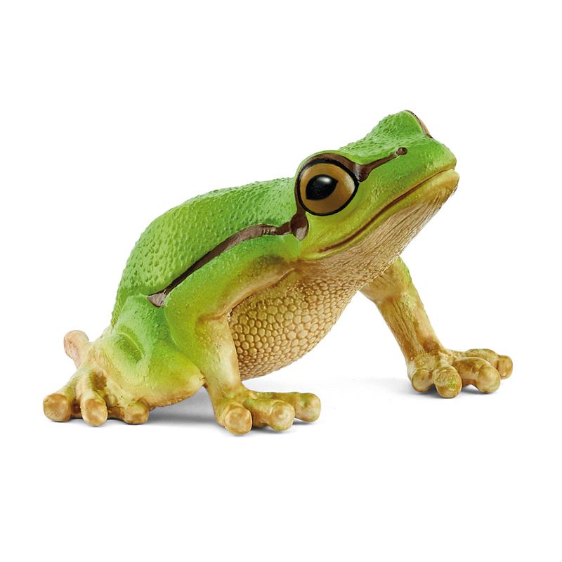Wild Life - European Tree Frog