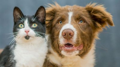 Pets