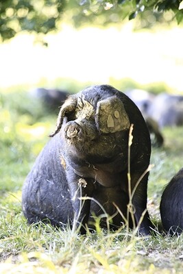 Porc