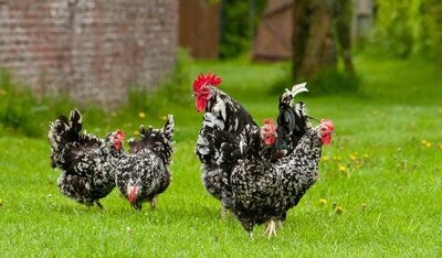 Poulet