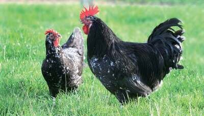 Poulet