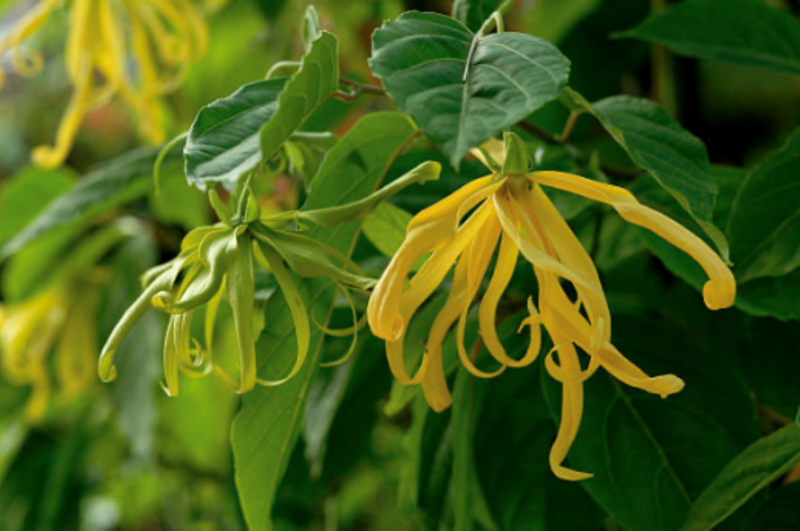 JE PARRAINE UN YLANG-YLANG