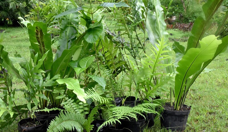JE PARRAINE UNE MINI FORÊT INDIGÈNE