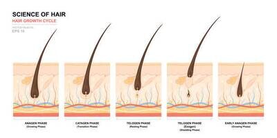 MMGTC Minoxidil 5%/Melatonin 0.1%/GHK-CU 0.5%/Tretinoin 0.025%/Caffeine 2% 30ml SCALP FOAM with Service Fee t SOUTH LAKE PHARMACY