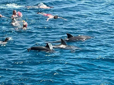 VIP Delfintour 45€
