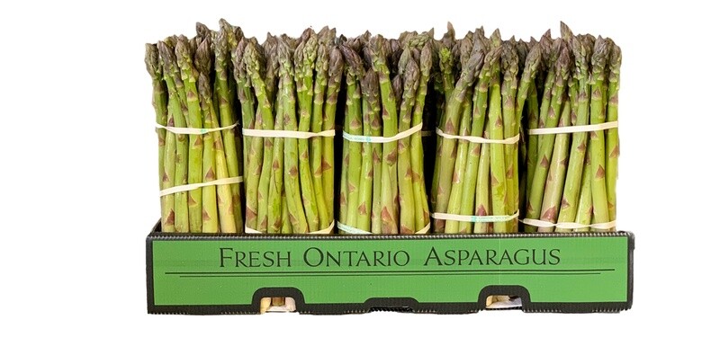 Asparagus (shorts)