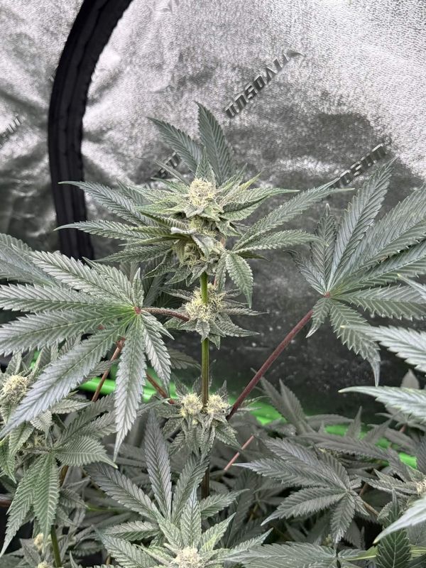 RASPBERRY RUSH (8 SEEDS)