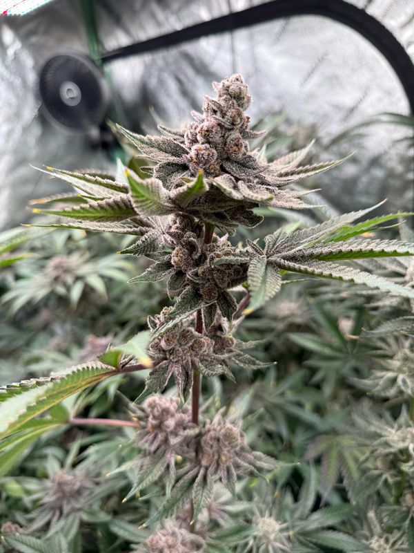 RASPBERRY RUSH (8 SEEDS)