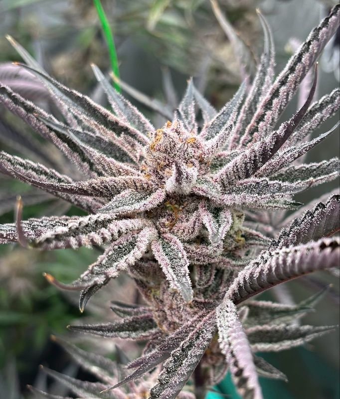 TROPICAL GARLIC SHERB aka TROPICAL GARLIC GAS - (8 SEEDS)