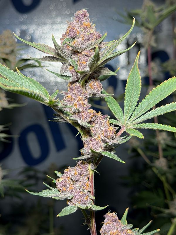 THORN BERRY RUNTZ aka CHERRY BERRY RUNTZ (8 SEEDS)