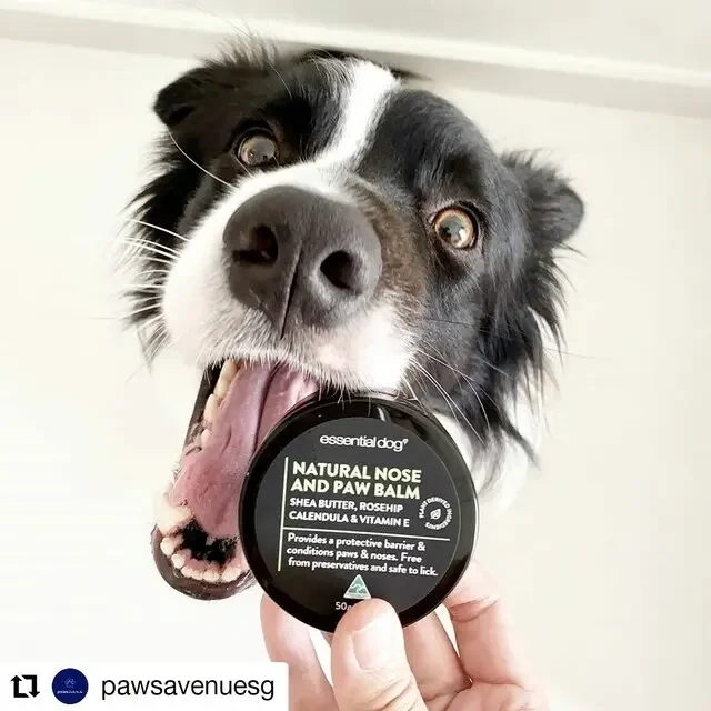 Dog Nose &amp; Paw Balm (Shea, Rosehip, Calendula &amp; Vitamin E)