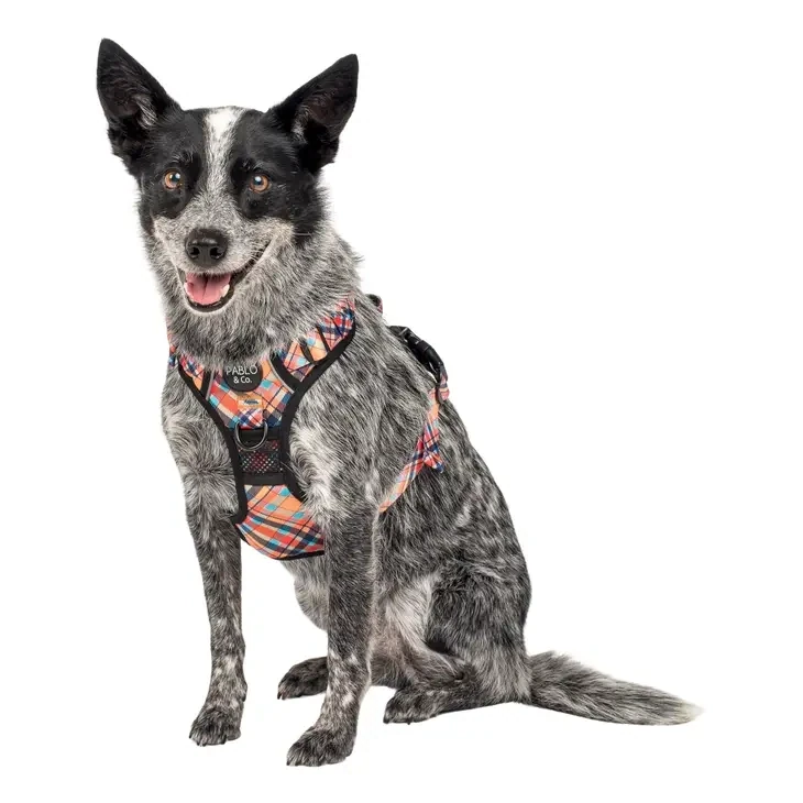 Tartan: No Pull Adventure Dog Harness