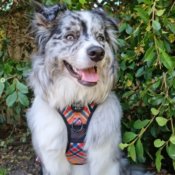 Tartan: No Pull Adventure Dog Harness