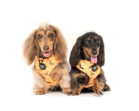 Dachshund Crew: Adjustable Dog Harness
