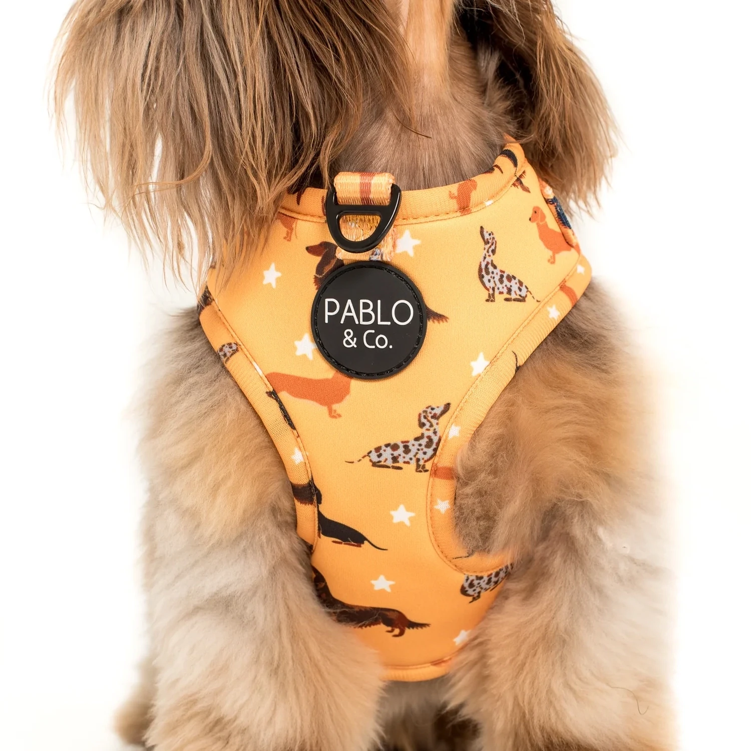 Dachshund Crew: Adjustable Dog Harness