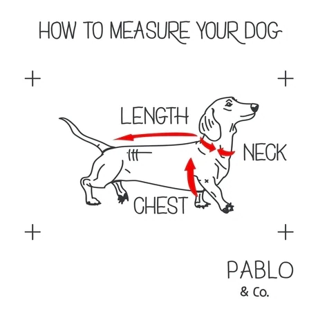 Dachshund Crew: Adjustable Dog Harness