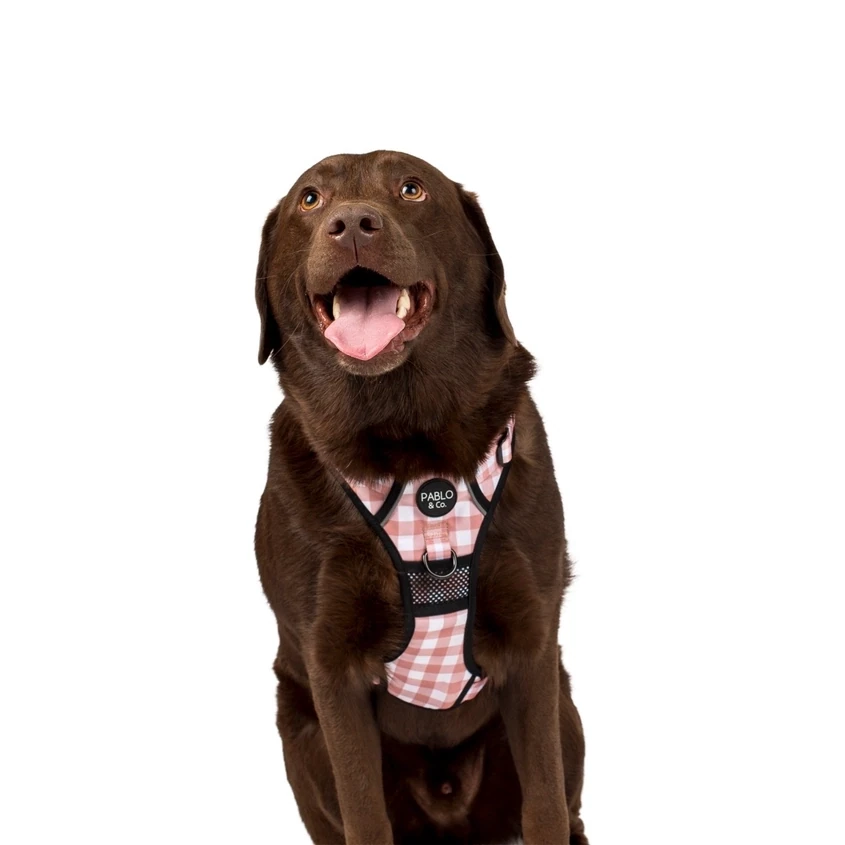 Chocolate Gingham: No Pull Adventure Dog Harness