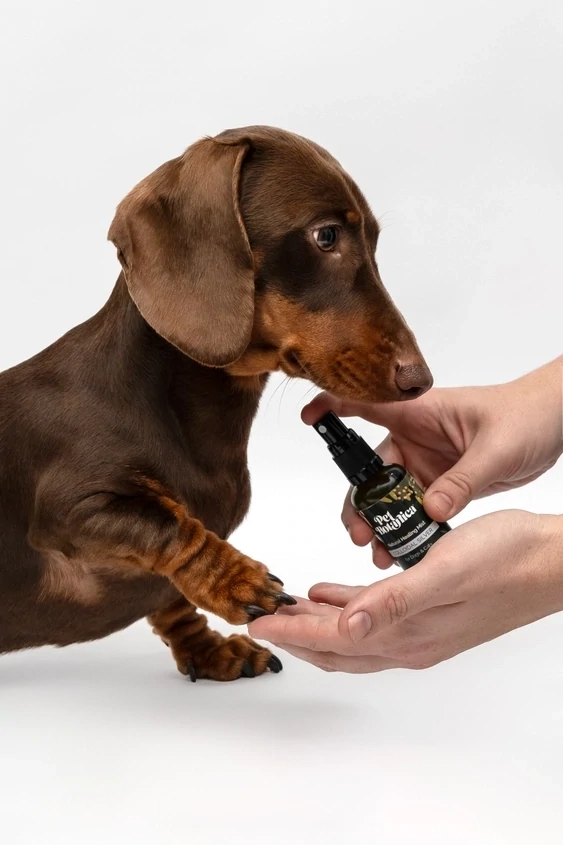 Colloidal Silver Healing Mist