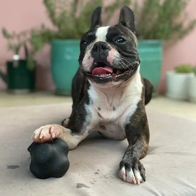 Fun Q &amp; A about your fur friends!