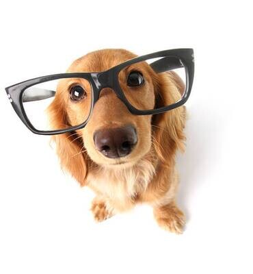 Pets n Things - Blogs and Learning