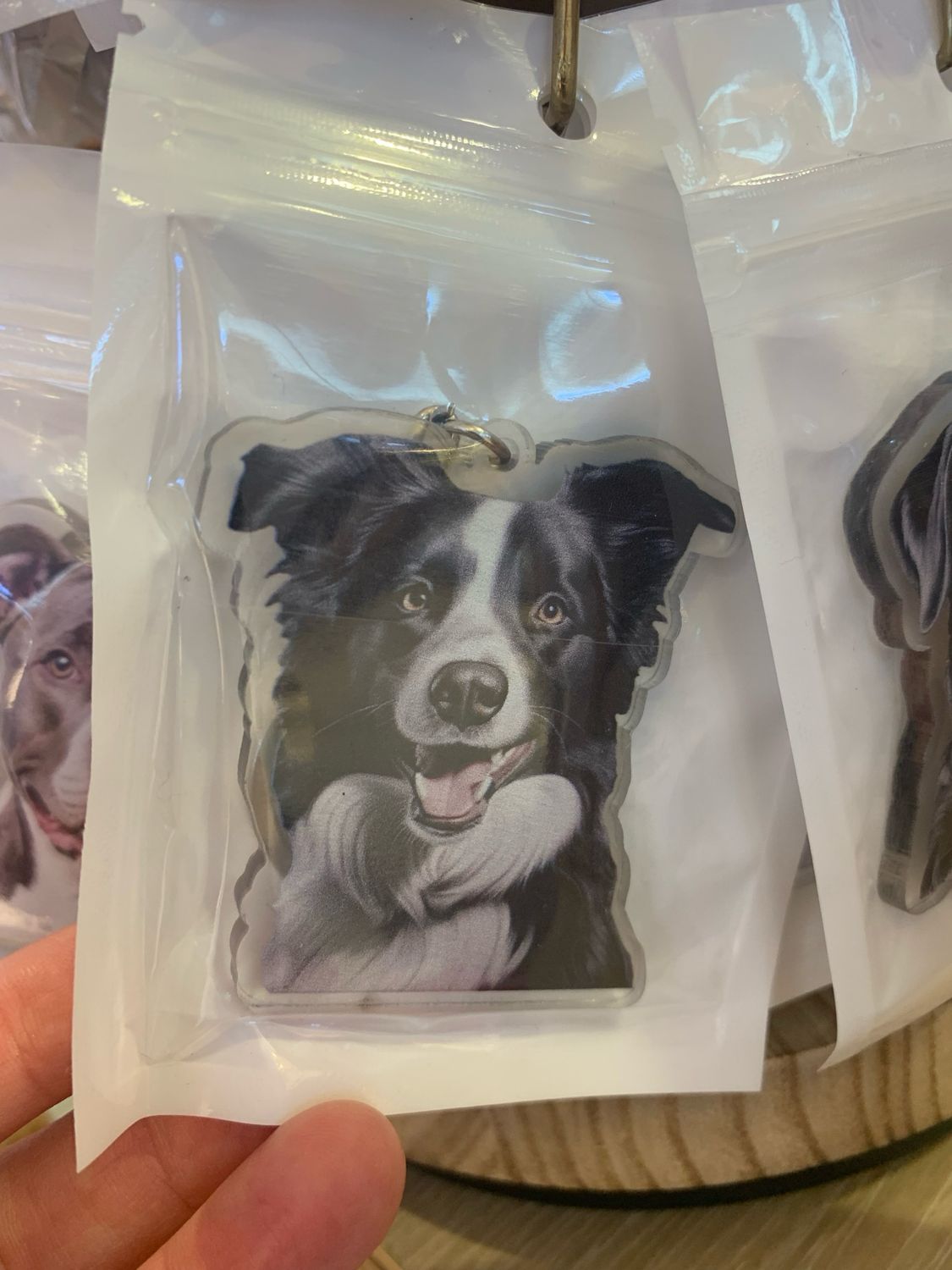 Border Collie