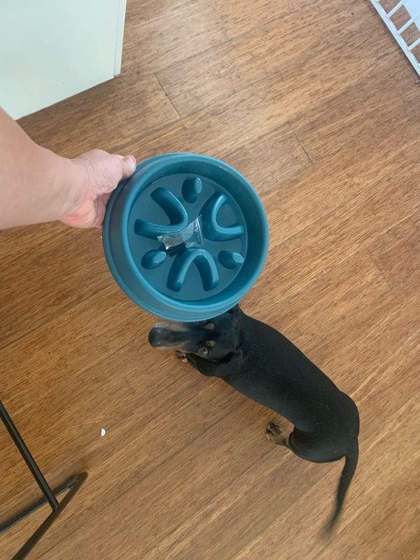 Blue Slow Feeder Bowl
