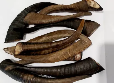 XL Goat Horn