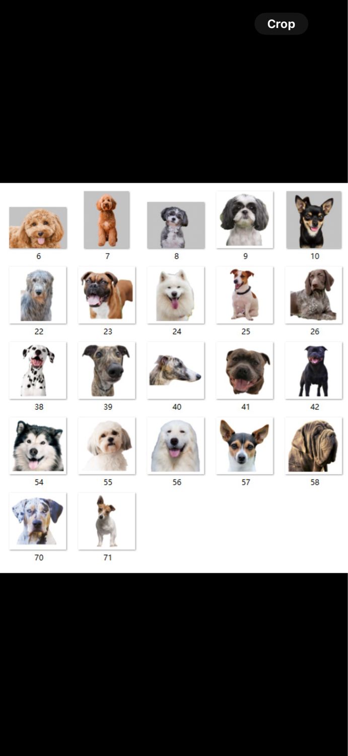 Dog Breed Acrylic Keychains