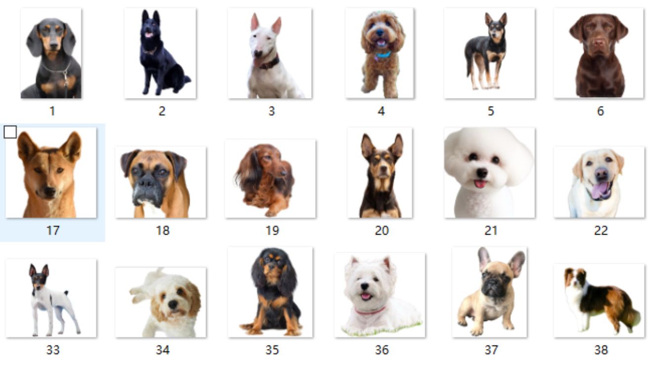 Dog Breed Acrylic Keychains