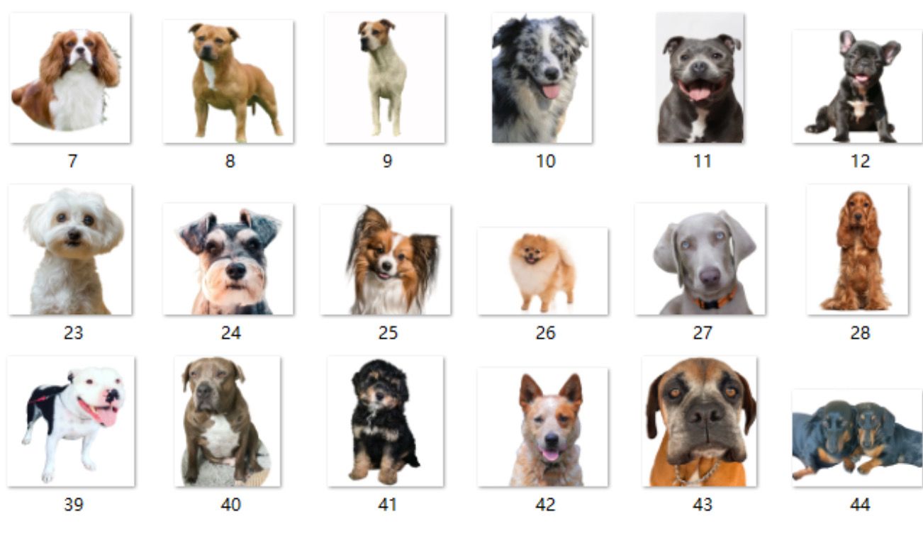 Dog Breed Acrylic Keychains