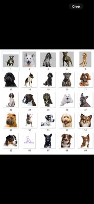 Dog Breed Acrylic Keychains