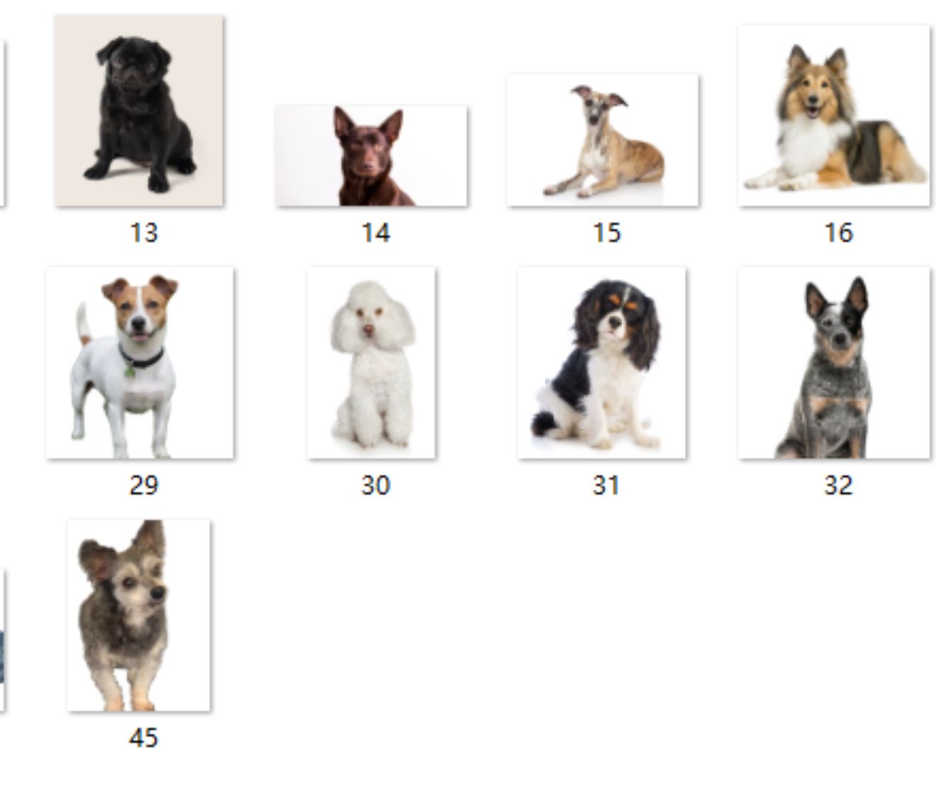 Dog Breed Acrylic Keychains