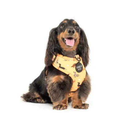 Dachshund Crew: Adjustable Dog Harness