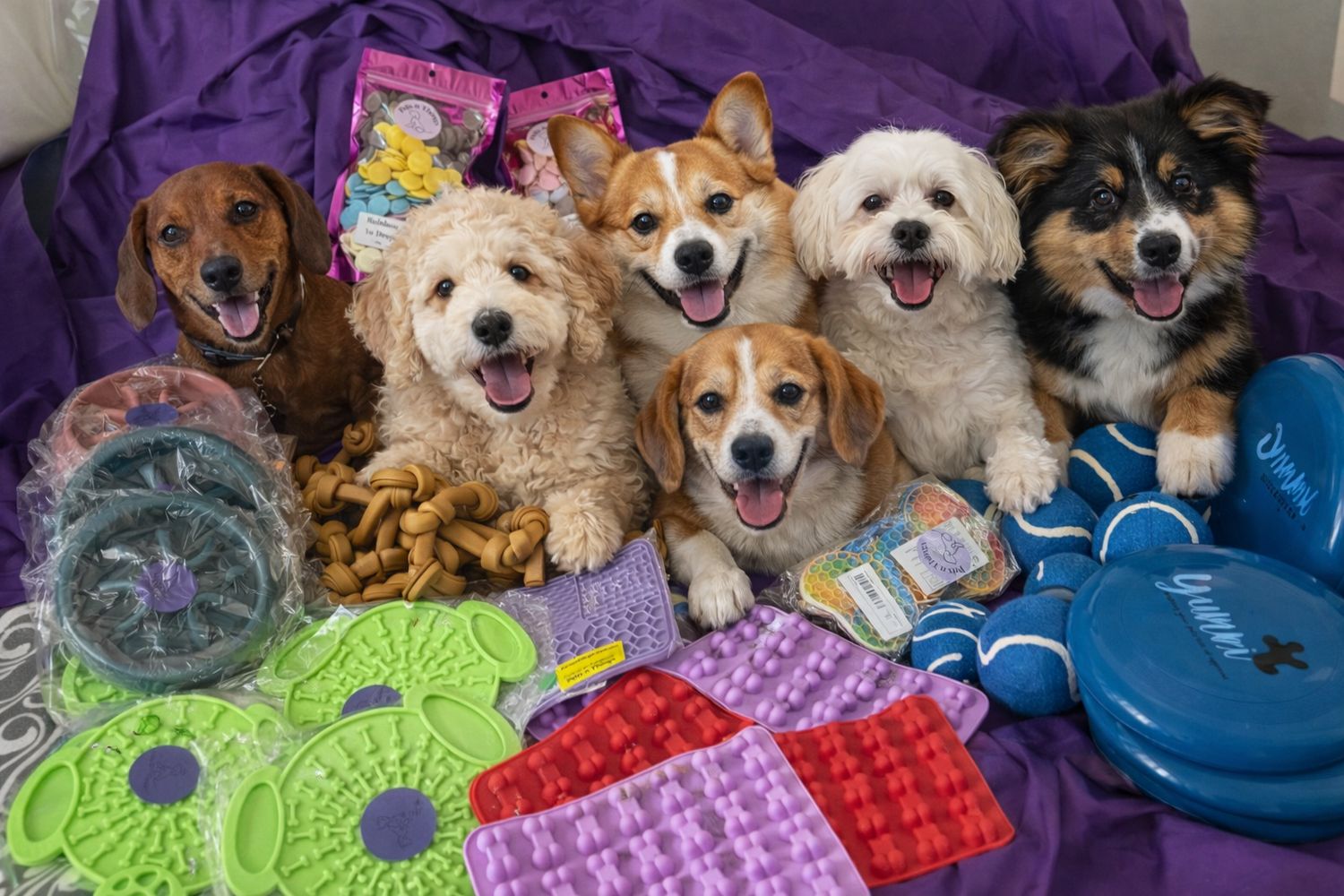The Dog Enrichment Bundle