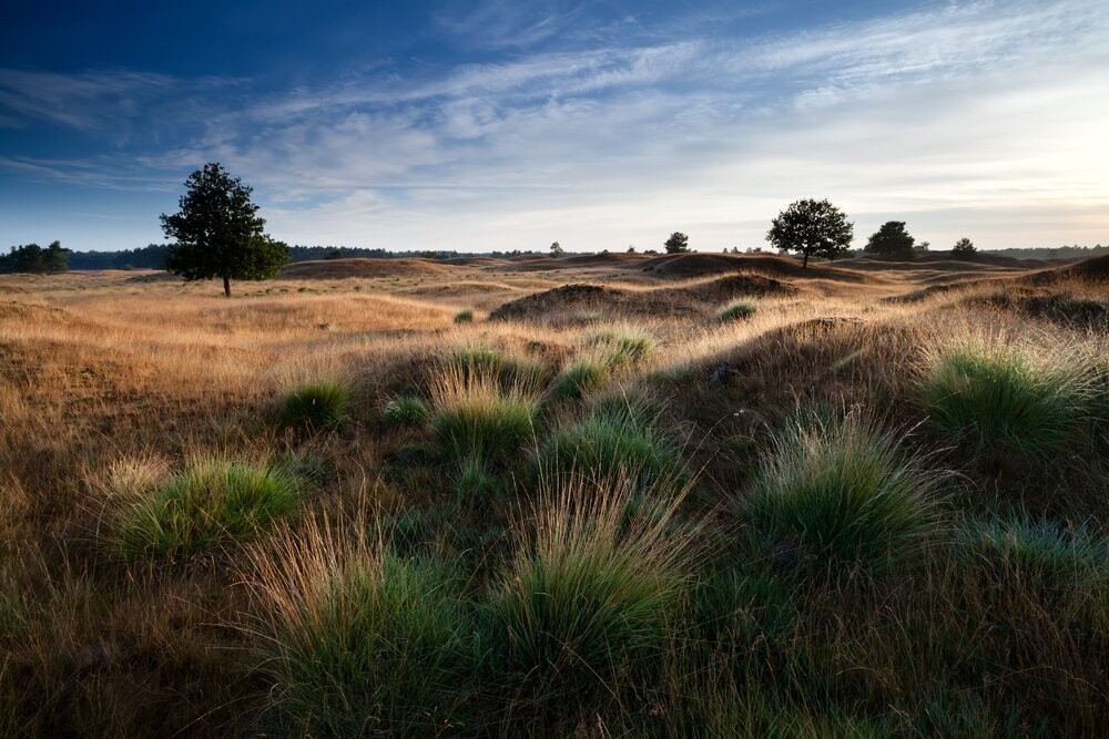 Natuurdag 3 juni:  Bewust Verbinden met de Omgeving