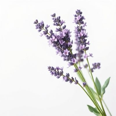 Lavender Face Wash