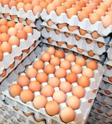 wholesale eggs