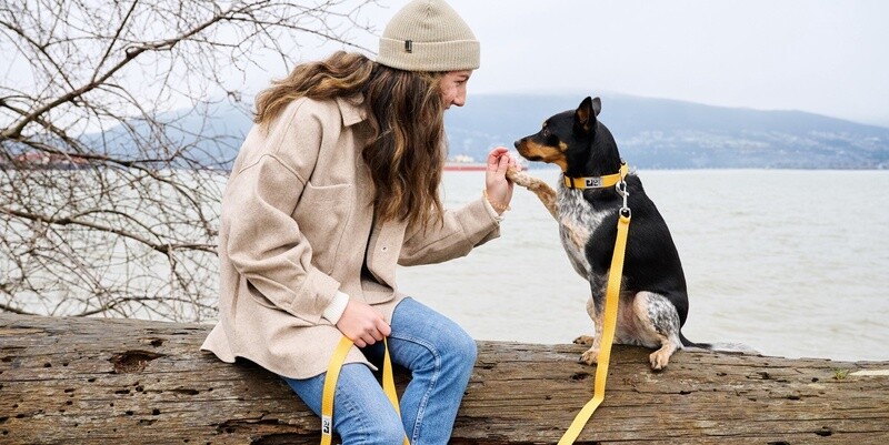 RC Pets / Chien / Collier Unis « Clip Collar »