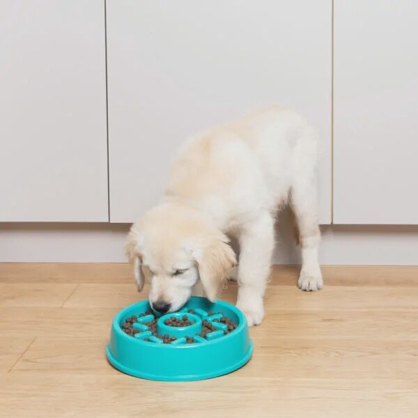 Zippy paws / Happy bowls/ Bol ralentisseur / Beigne / 10&quot;