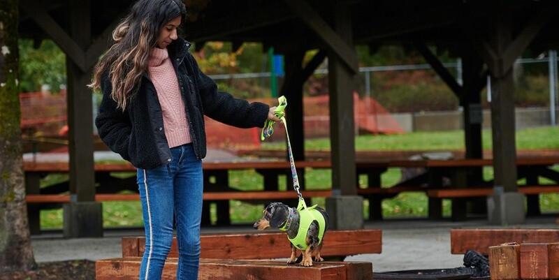 RC Pets / Chien / Harnais « Step In Cirque »