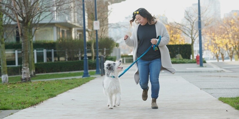 RC Pets / Chien / Laisse Bungee « Traffic »