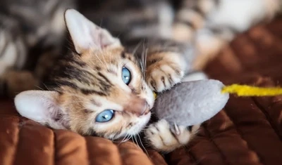 Jouets