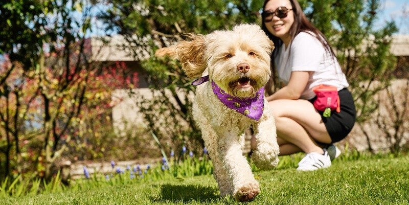 RC Pets / Chien / Bandana refroidissant Zephyr
