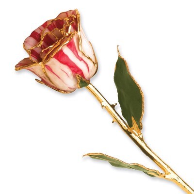 Peppermint Rose Lacquer Dipped Gold Trimmed GP9352, MPN: GP9352, 810391013035